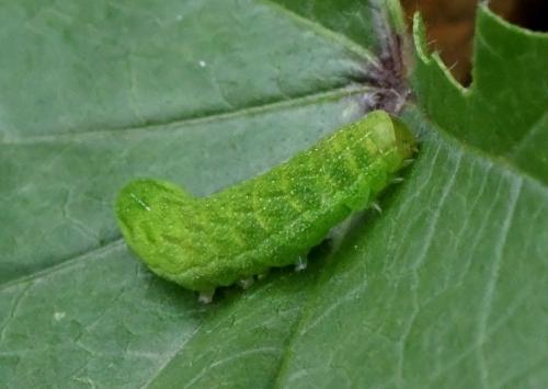 Phlogophora meticulosa